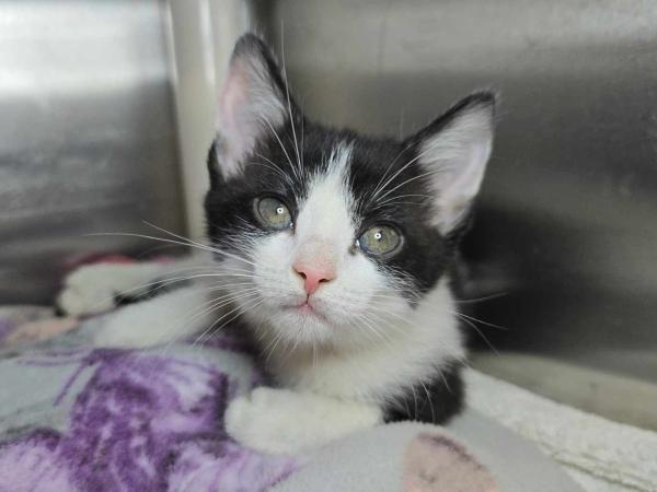 adoptable Cat in Millersville, MD named Wendy