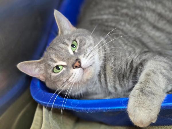 adoptable Cat in Millersville, MD named Cali