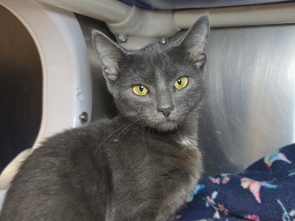 adoptable Cat in Millersville, MD named Cpl Cider