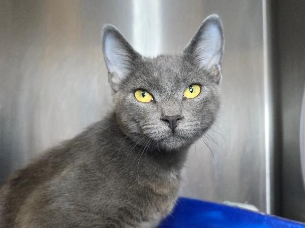 adoptable Cat in Millersville, MD named CPT Chestnut