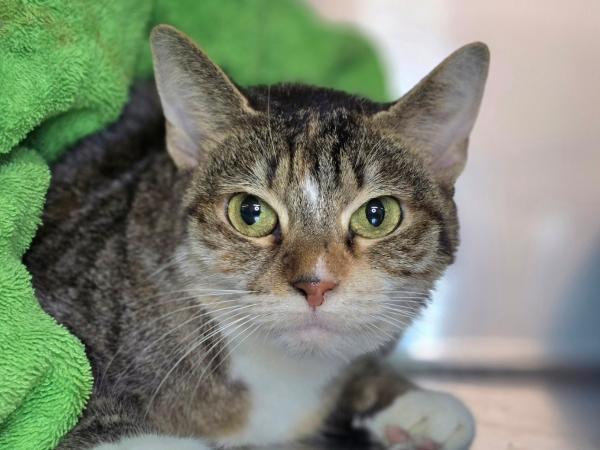 adoptable Cat in Millersville, MD named Half Pint