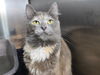 adoptable Cat in Millersville, MD named Haven/Dutchess