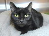 adoptable Cat in Millersville, MD named Luna Lady