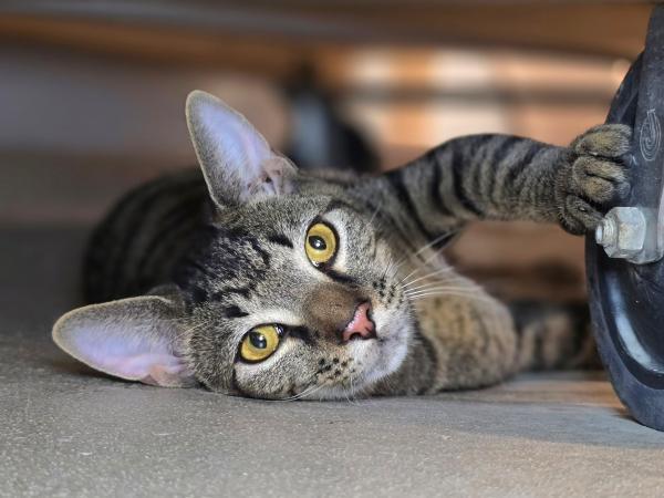 adoptable Cat in Millersville, MD named Maj Maple