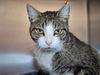 adoptable Cat in Millersville, MD named Michi