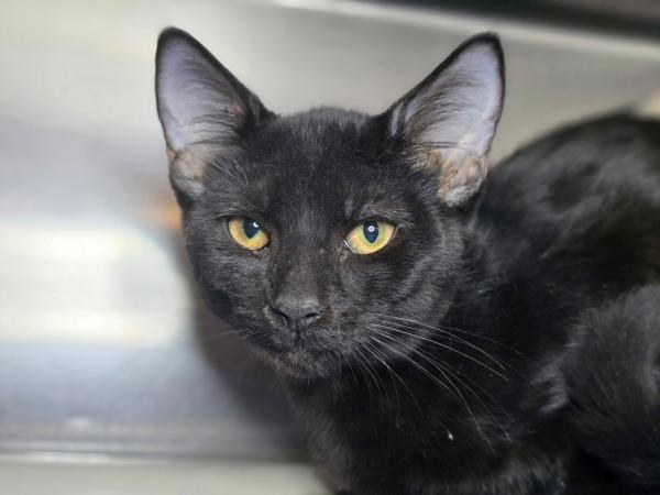 adoptable Cat in Millersville, MD named Sgt Spice