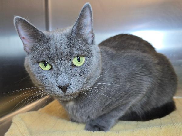 adoptable Cat in Millersville, MD named Stella