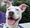 adoptable Dog in Millersville, MD named Emerald