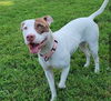 adoptable Dog in Millersville, MD named Latte