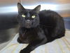 adoptable Cat in Millersville, MD named Bagheera