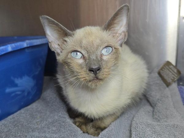 adoptable Cat in Millersville, MD named Butter Tastin