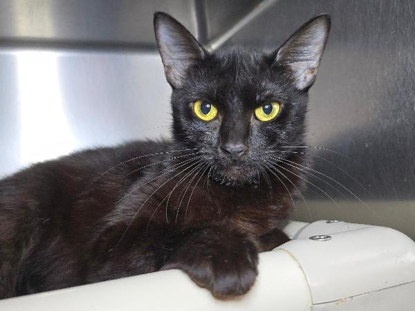 adoptable Cat in Millersville, MD named Buttermilk