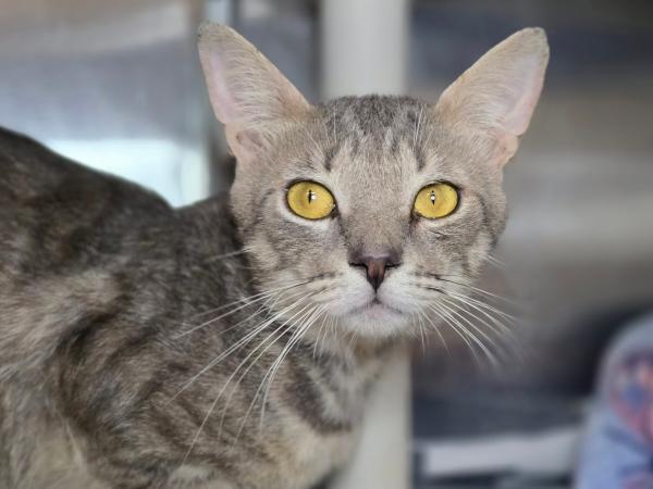 adoptable Cat in Millersville, MD named Dr. Ned