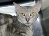 adoptable Cat in Millersville, MD named Dr. Zed