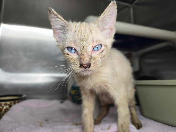 adoptable Cat in Millersville, MD named Hyperion