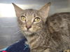 adoptable Cat in Millersville, MD named Lillith