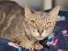 adoptable Cat in Millersville, MD named Maya