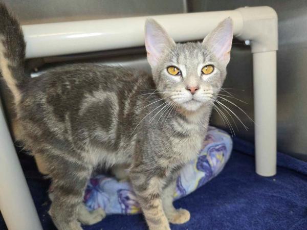 adoptable Cat in Millersville, MD named Peaches N' Cream