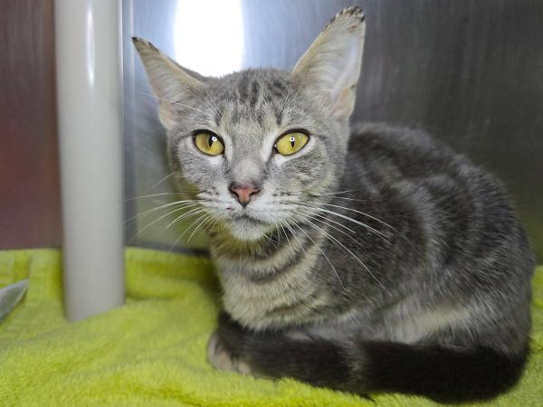 adoptable Cat in Millersville, MD named Pillsbury Grands