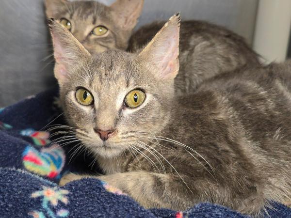 adoptable Cat in Millersville, MD named Roland