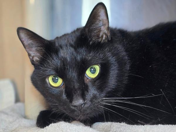 adoptable Cat in Millersville, MD named Sony