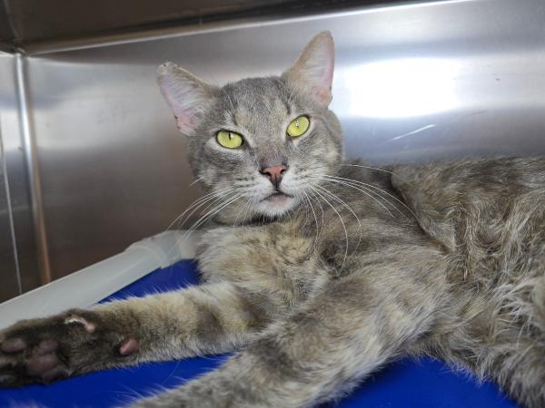 adoptable Cat in Millersville, MD named Southern Homestyle