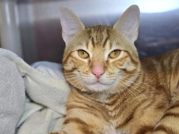 adoptable Cat in Millersville, MD named Thomas O'Malley