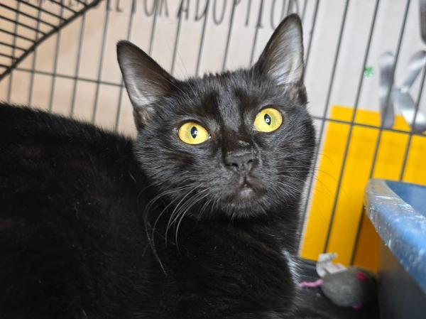 adoptable Cat in Millersville, MD named Boston Cream