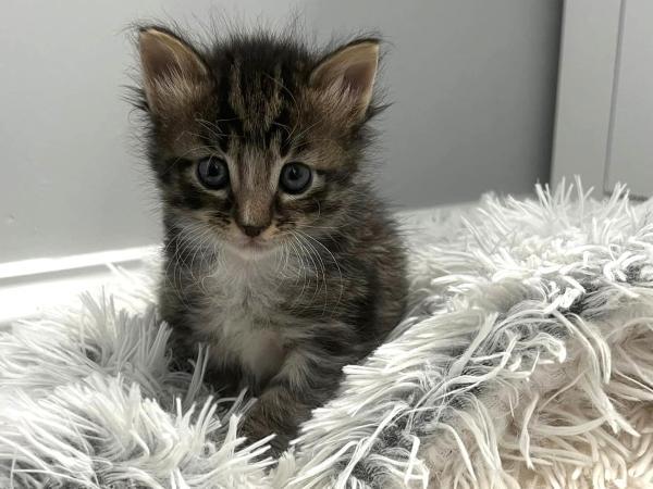 adoptable Cat in Millersville, MD named Pothole