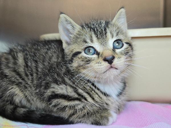 adoptable Cat in Millersville, MD named Traveler