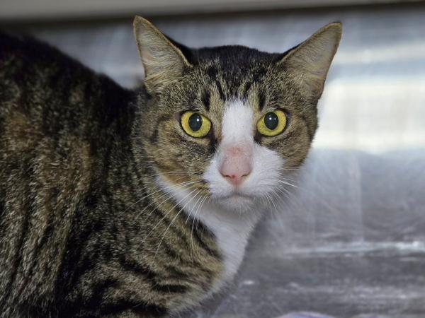 adoptable Cat in Millersville, MD named Yzma