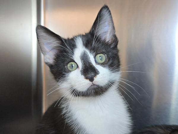 adoptable Cat in Millersville, MD named Air Wick