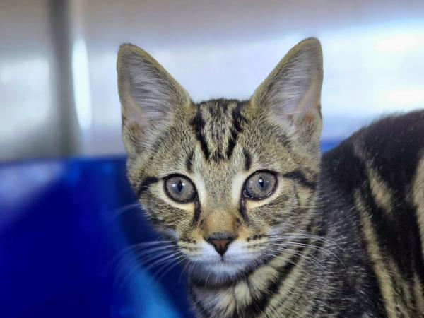 adoptable Cat in Millersville, MD named Dazey