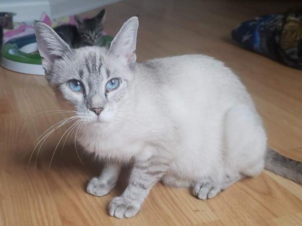 adoptable Cat in Millersville, MD named Dippin Dots