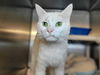 adoptable Cat in Millersville, MD named Dwight