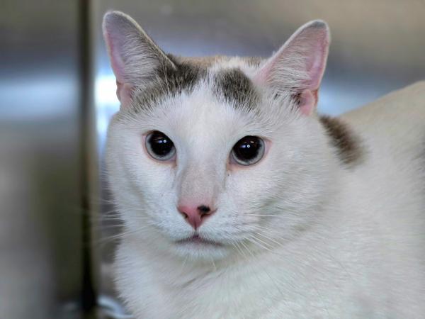 adoptable Cat in Millersville, MD named Judge Judy