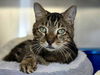 adoptable Cat in Millersville, MD named Oliver