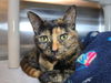 adoptable Cat in Millersville, MD named Coco