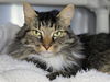 adoptable Cat in , MD named Doni