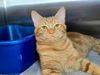 adoptable Cat in Millersville, MD named Simba