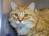 adoptable Cat in Millersville, MD named Toni