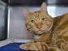 adoptable Cat in Millersville, MD named Bobby Flay