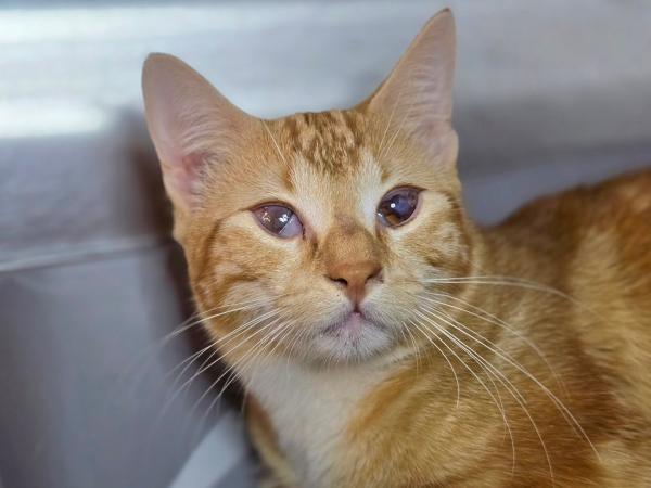 adoptable Cat in Millersville, MD named Frills