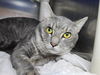 adoptable Cat in , MD named Tom Tom