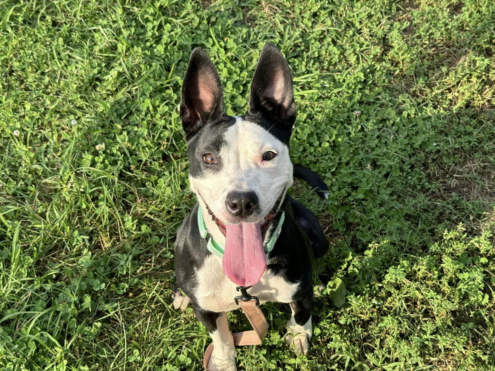 adoptable Dog in Millersville, MD named Sprint Mobile