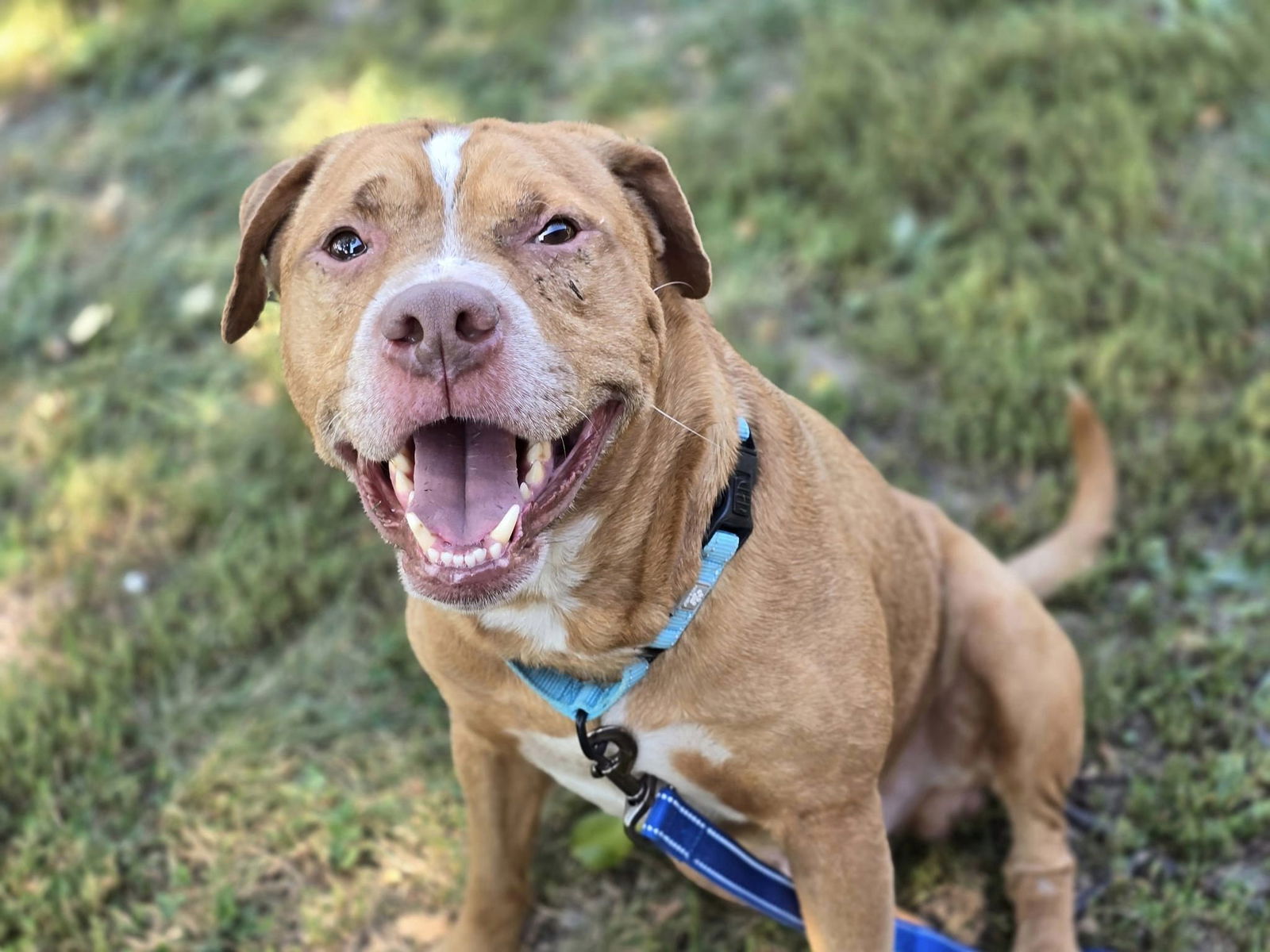 adoptable Dog in Millersville, MD named Jimmy Dean