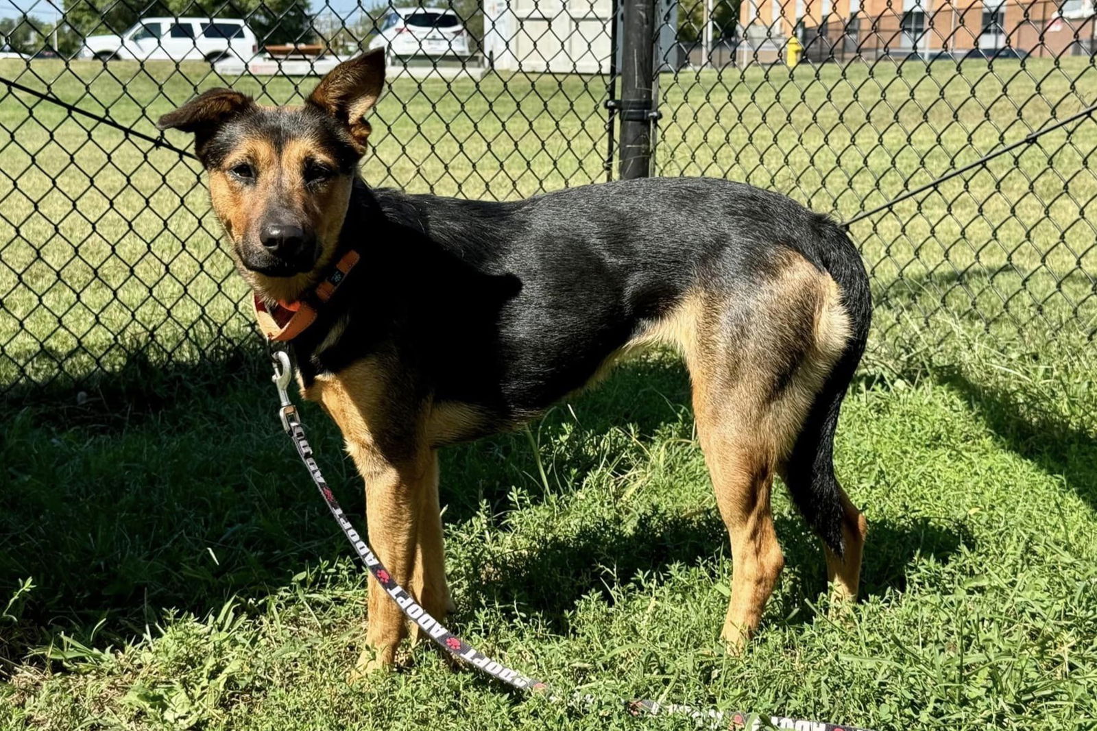 adoptable Dog in Millersville, MD named Chimkin Sammich