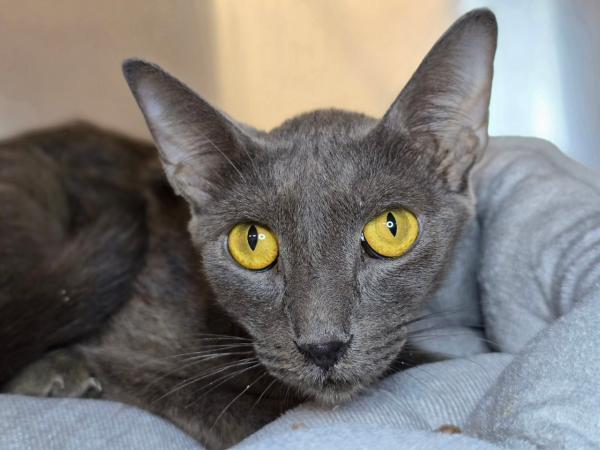 adoptable Cat in Millersville, MD named Banana Bread