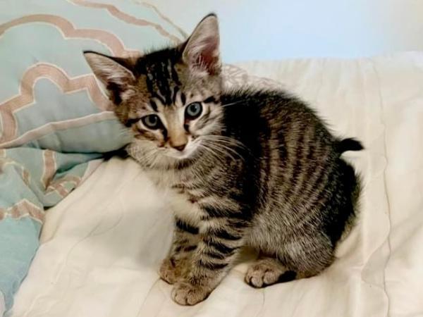 adoptable Cat in Millersville, MD named Blue Bell