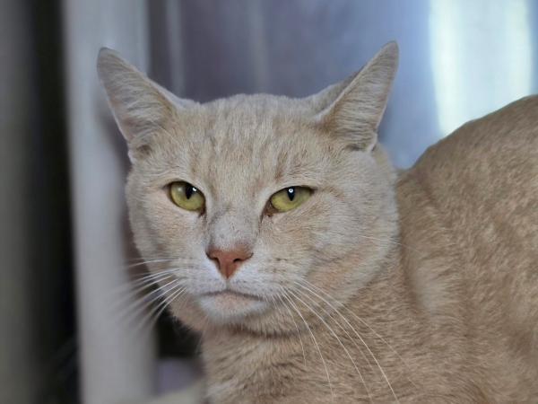 adoptable Cat in Millersville, MD named Jack